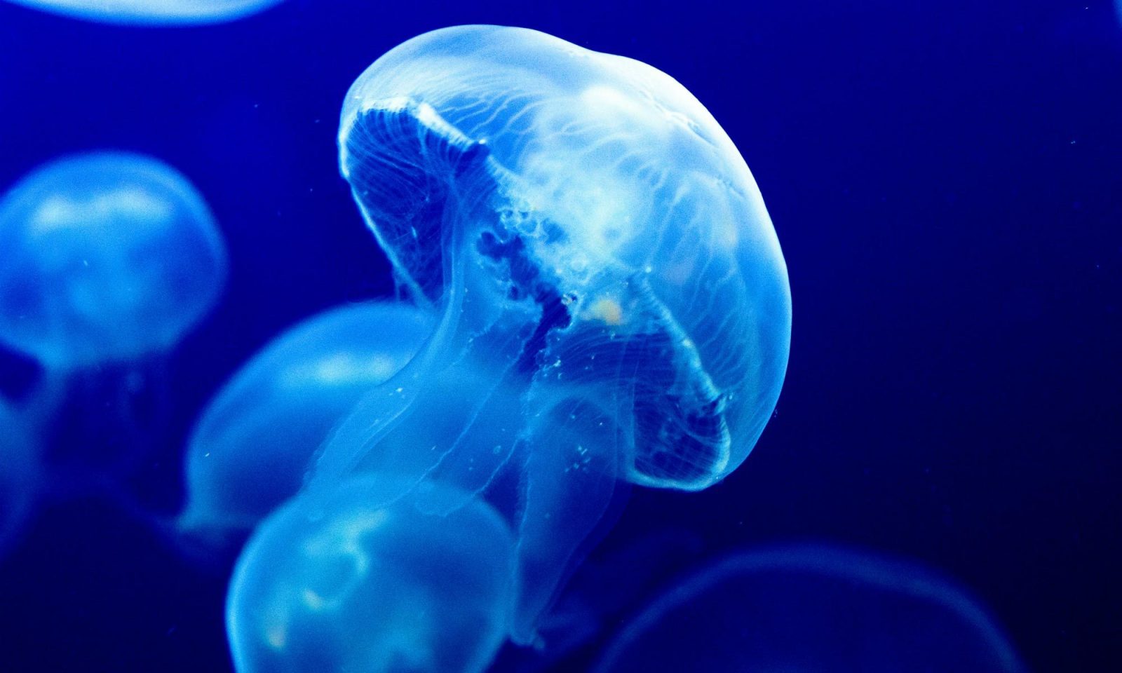 Unfortunately, Only 10% Of the Population Will Be Able to Score 100% On This Science Quiz Jellyfish