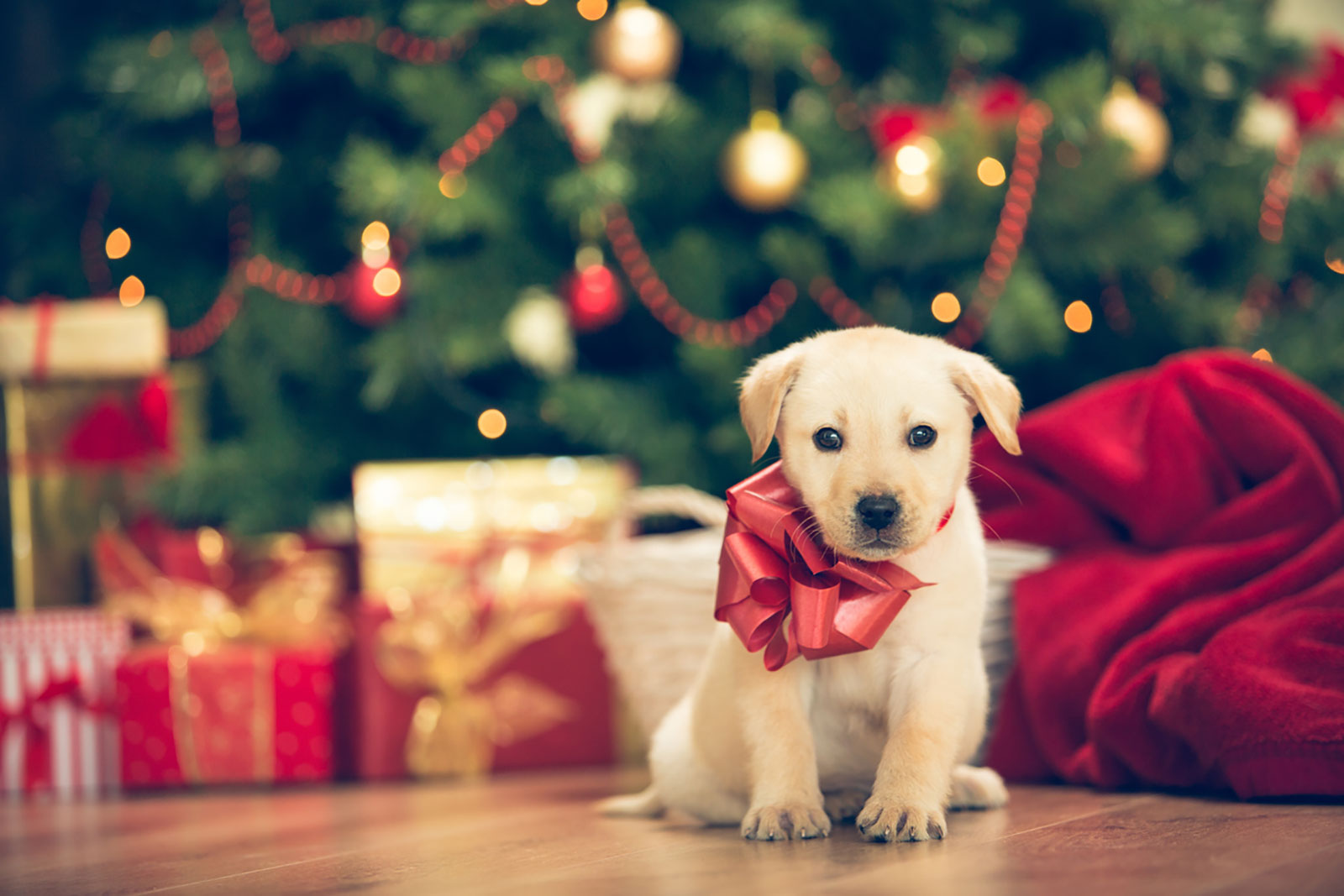 Whenever Someone Tells Me They Know a Lot About Everything, I Ask Them to Take This Quiz Christmas Puppy