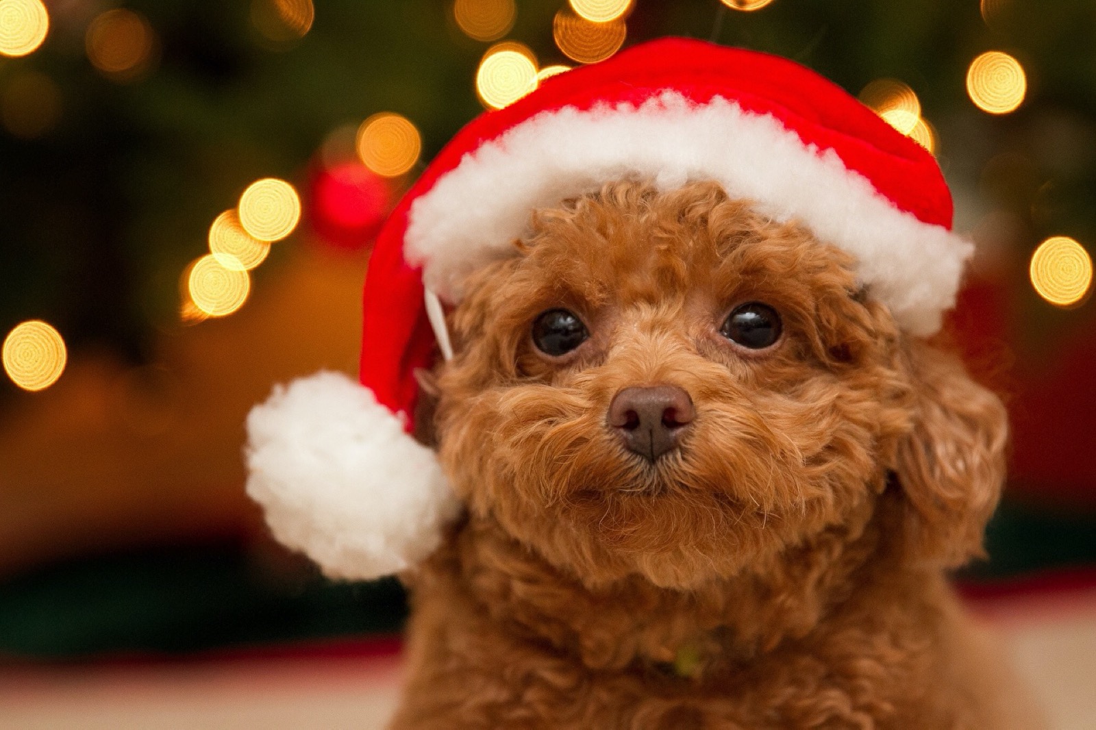 Do You Actually Prefer 🥧 Holiday Food or 🐶 Puppies? Christmas Poodle Puppy
