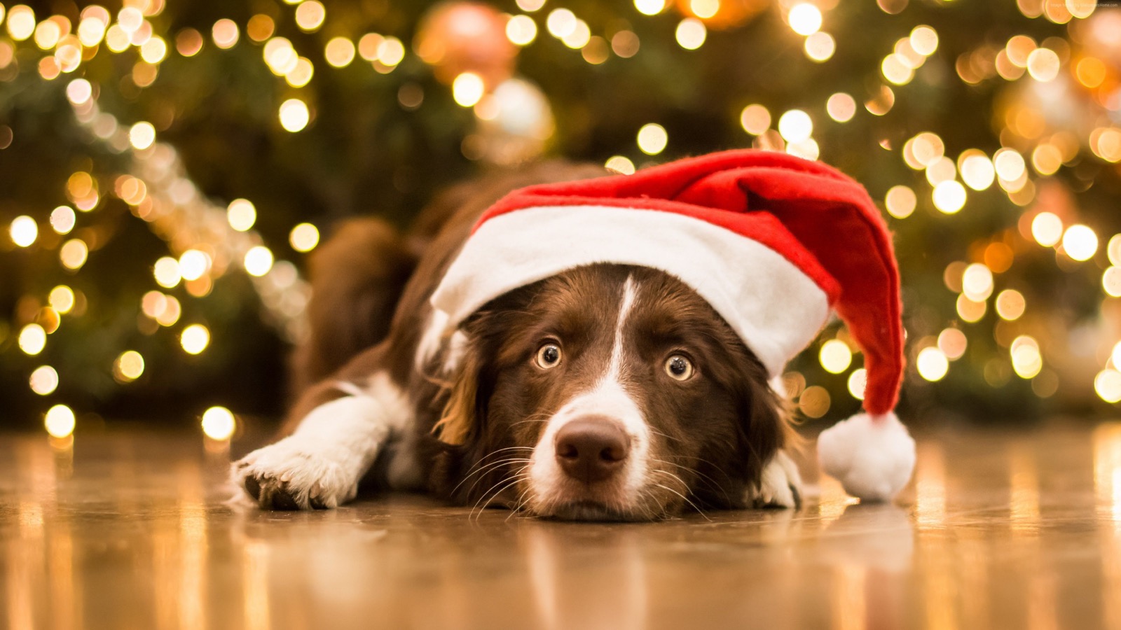 Do You Actually Prefer 🥧 Holiday Food or 🐶 Puppies? Christmas Border Collie Puppy