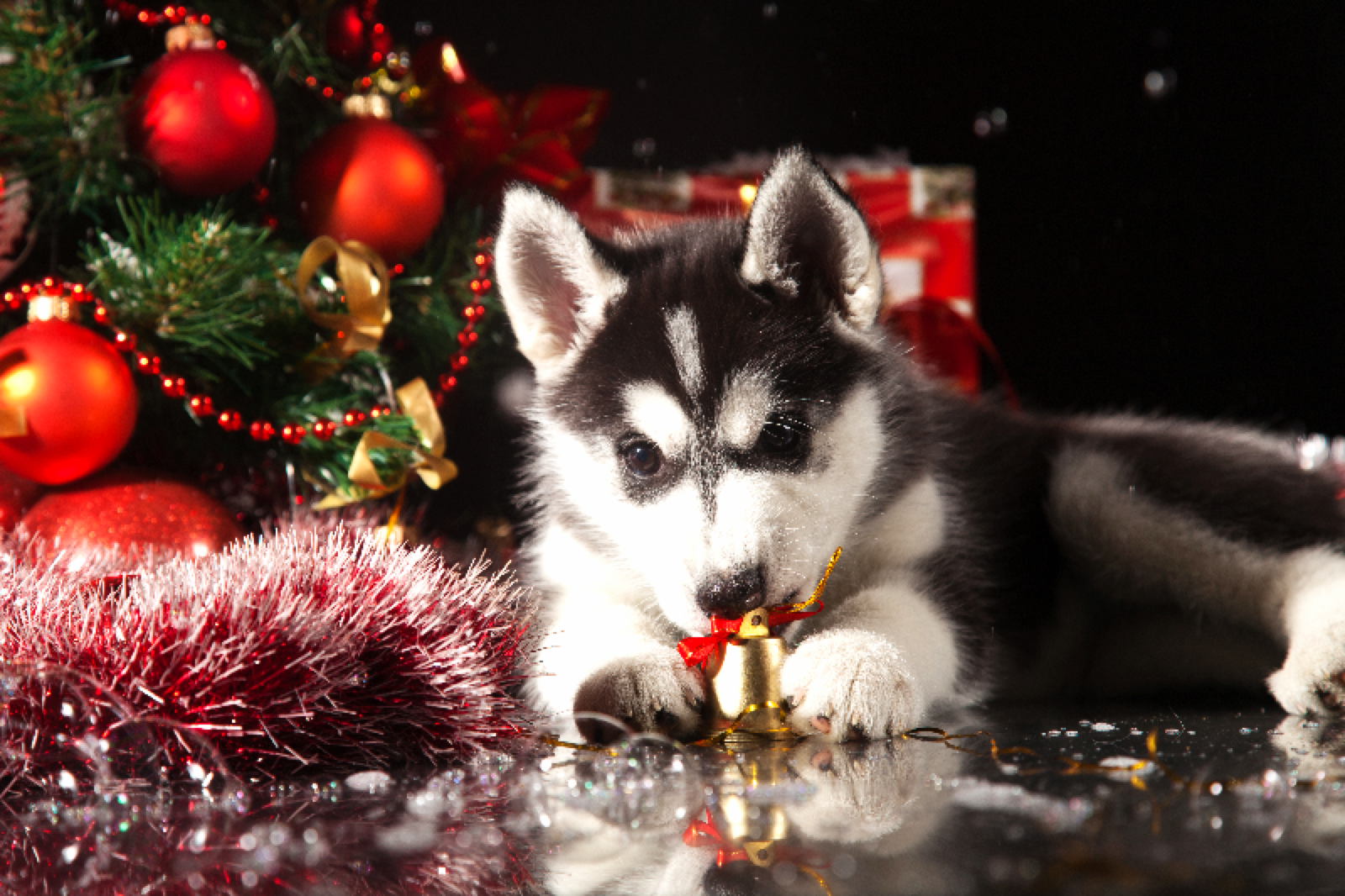 Do You Actually Prefer 🥧 Holiday Food or 🐶 Puppies? Christmas Siberian Husky Puppy
