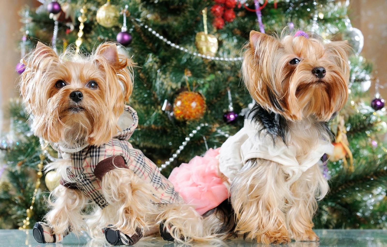 Do You Actually Prefer 🥧 Holiday Food or 🐶 Puppies? Christmas Yorkshire Terrier Puppies