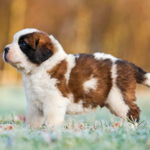 If You Want to Know the Number of 👶🏻 Kids You’ll Have, Choose Some 🐶 Dogs to Find Out St. Bernard