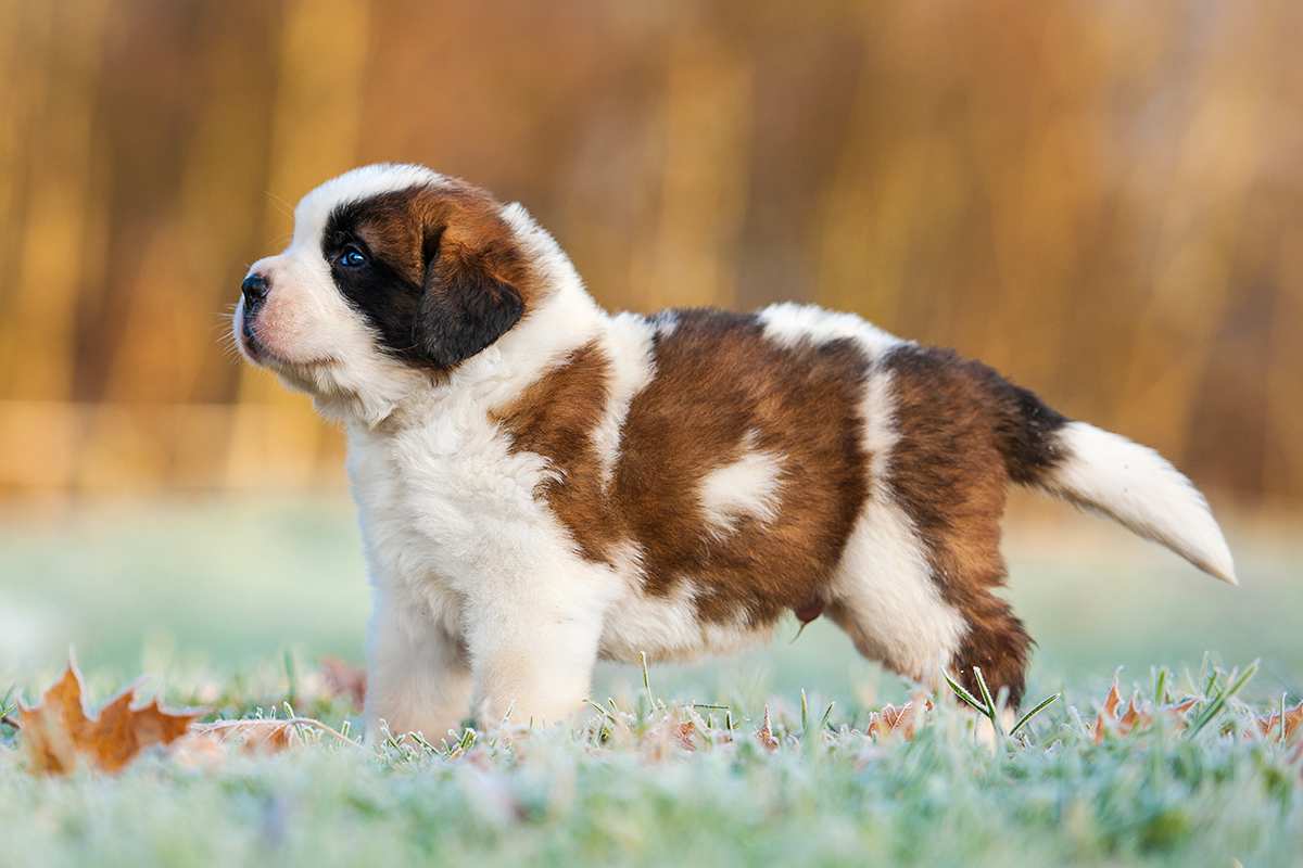 If You Want to Know the Number of 👶🏻 Kids You’ll Have, Choose Some 🐶 Dogs to Find Out St Bernard Puppy