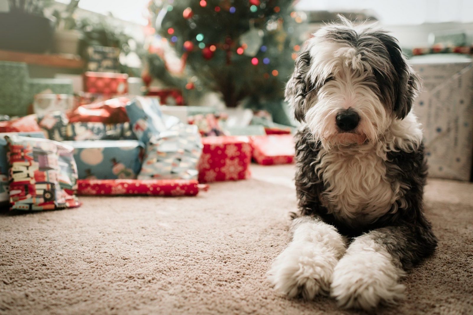 Do You Actually Prefer 🥧 Holiday Food or 🐶 Puppies? Christmas Old English Sheepdog Puppy