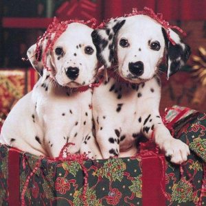 Only Someone With a High IQ Can Score 10/15 on This Quiz Christmas II