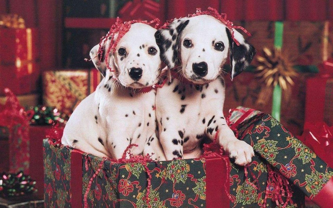 Do You Actually Prefer 🥧 Holiday Food or 🐶 Puppies? Christmas Dalmatian Puppies