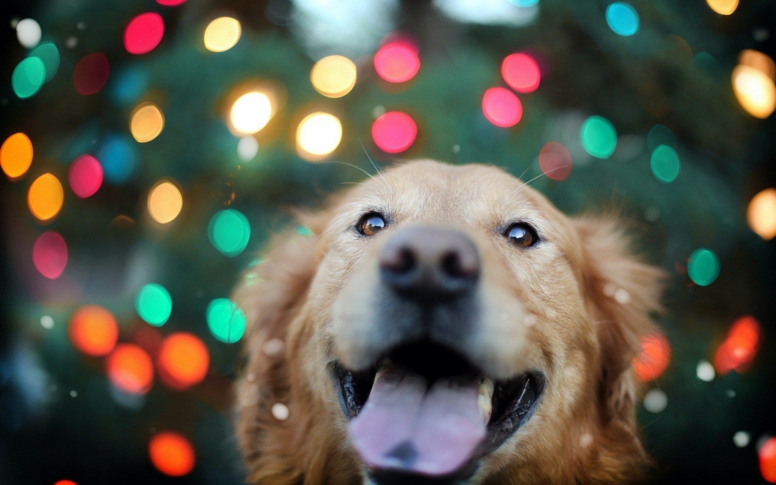 Do You Actually Prefer 🥧 Holiday Food or 🐶 Puppies? Christmas Golden Retriever