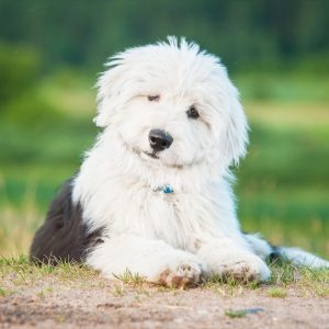 If You Want to Know the Number of 👶🏻 Kids You’ll Have, Choose Some 🐶 Dogs to Find Out Old English Sheepdog