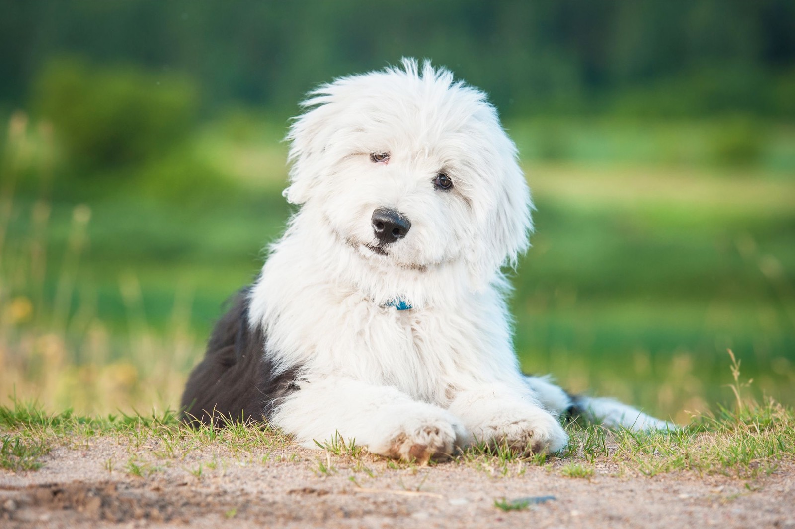 🐶 Name These Puppies and We’ll Tell You Your Future Old English Sheepdog Puppy