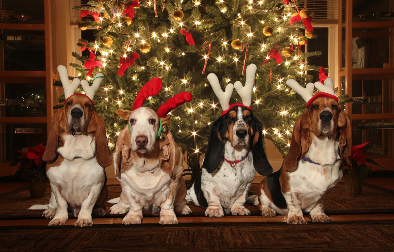 Do You Actually Prefer 🥧 Holiday Food or 🐶 Puppies? Christmas Basset Hounds