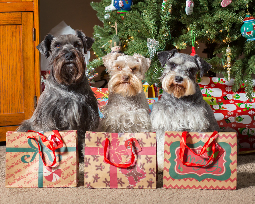 Do You Actually Prefer 🥧 Holiday Food or 🐶 Puppies? Christmas Schnauzer