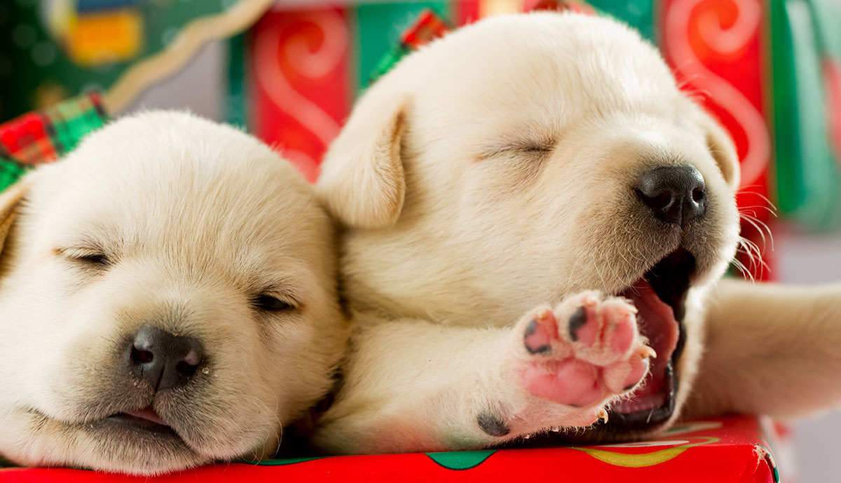 Do You Actually Prefer 🥧 Holiday Food or 🐶 Puppies? Christmas Labrador Puppy Dog