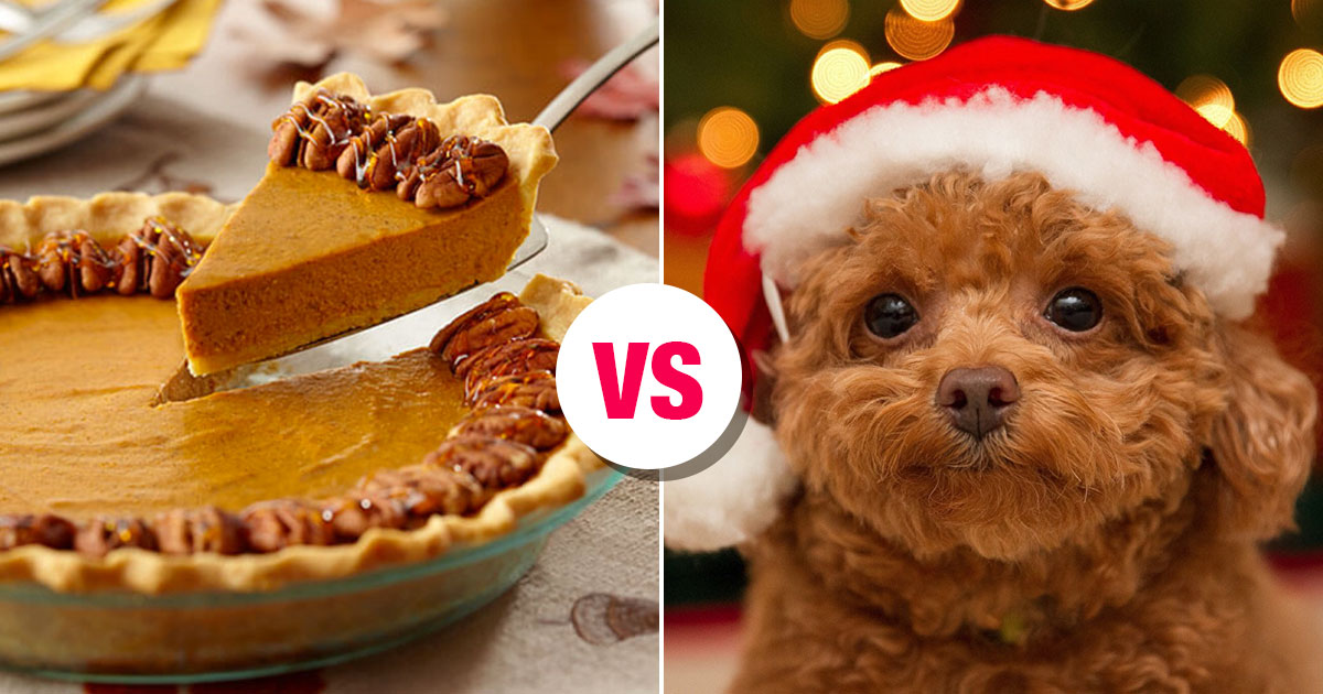 Do You Actually Prefer 🥧 Holiday Food or 🐶 Puppies?