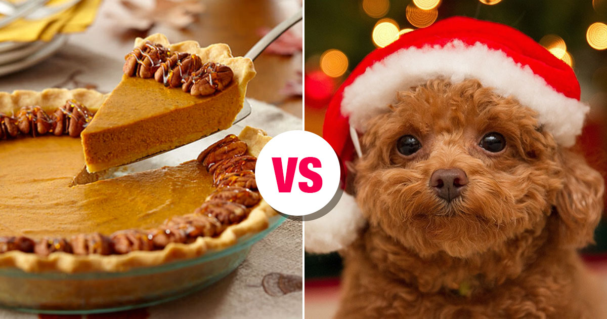 Do You Actually Prefer 🥧 Holiday Food or 🐶 Puppies? Quiz