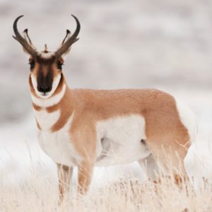 Passing This Animal Kingdom Quiz Is the Only Proof You Need to Show You’re the Smart Friend Pronghorn