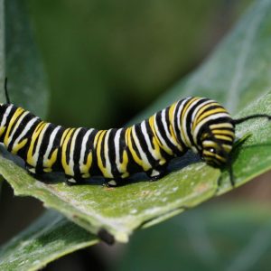 Can You Answer All 20 of These Super Easy Trivia Questions Correctly? Caterpillar