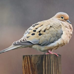 If You Get 12/15 on This General Knowledge Quiz, You’re Smarter Than 80% Of Humanity Mourning Dove