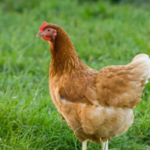 If You Get 12/15 on This General Knowledge Quiz, You’re Smarter Than 80% Of Humanity Domestic chicken