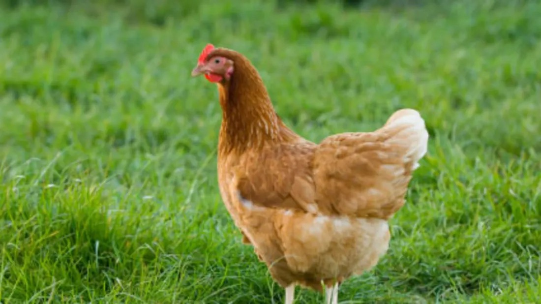 Spring Idioms Quiz Chicken