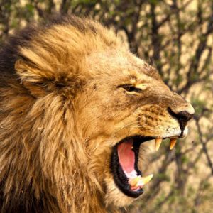 You'll Pass This General Knowledge Quiz Only If You Know A Lot Lion