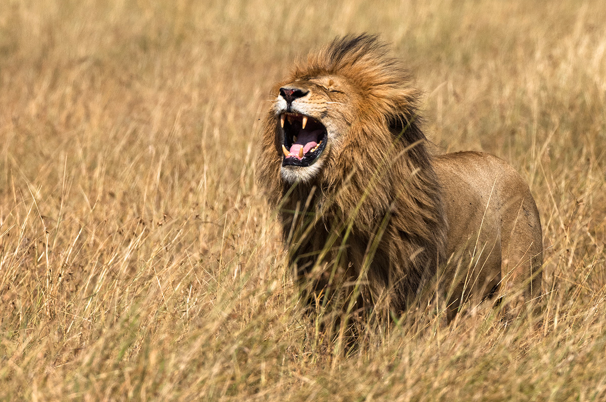 Can You Answer All 20 of These Super Easy Trivia Questions Correctly? Lion Roar Tanzania