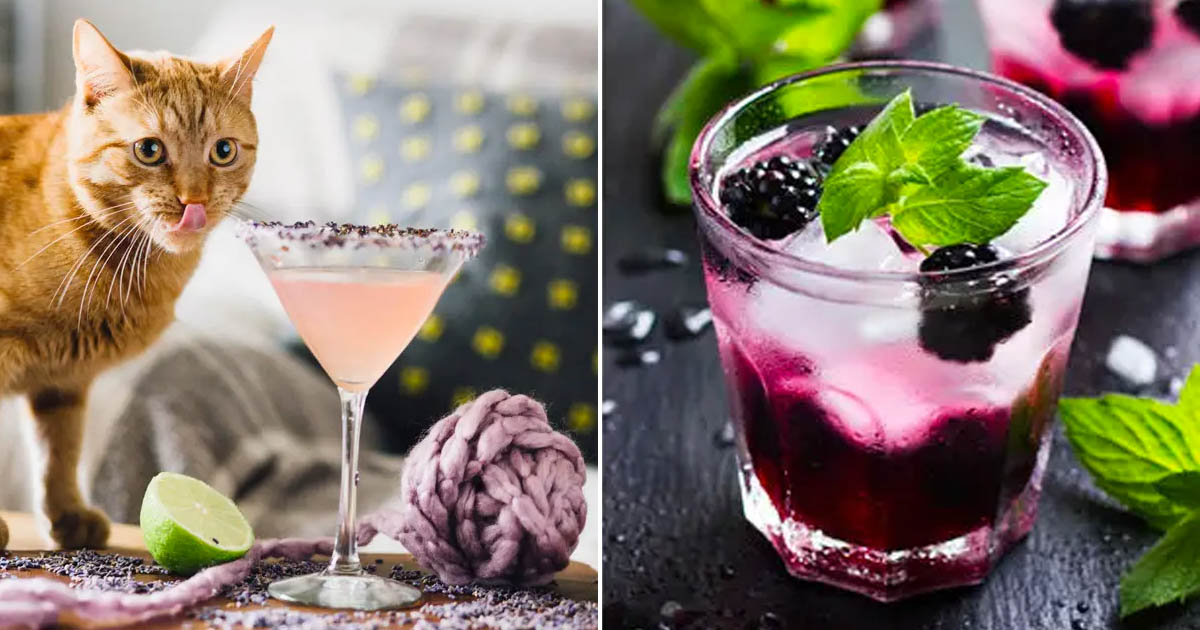 🍸 Everyone Has a Cocktail That Matches Their Personality — Here’s Yours