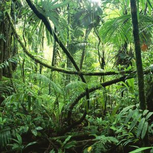 🌎 Only a Geography Teacher Will Find This Quiz as Easy as Pie The Congo