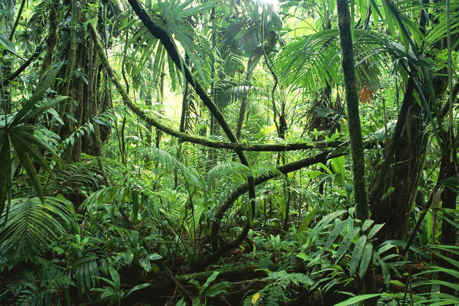 Jurassic World Quiz Congo Jungle