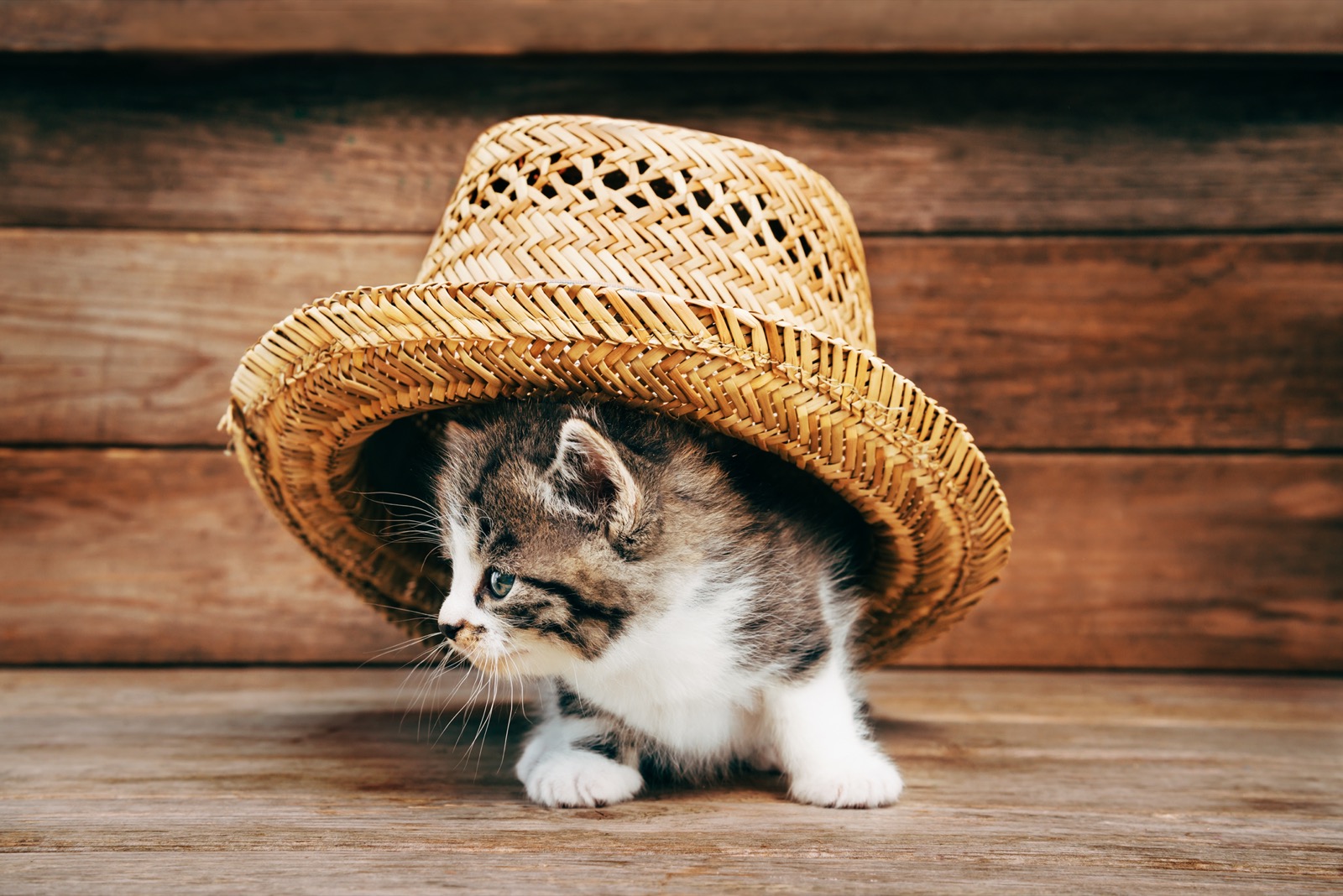 So, You Think You Can Get 100% On This 8th Grade Grammar Test? Cat Wearing Hat