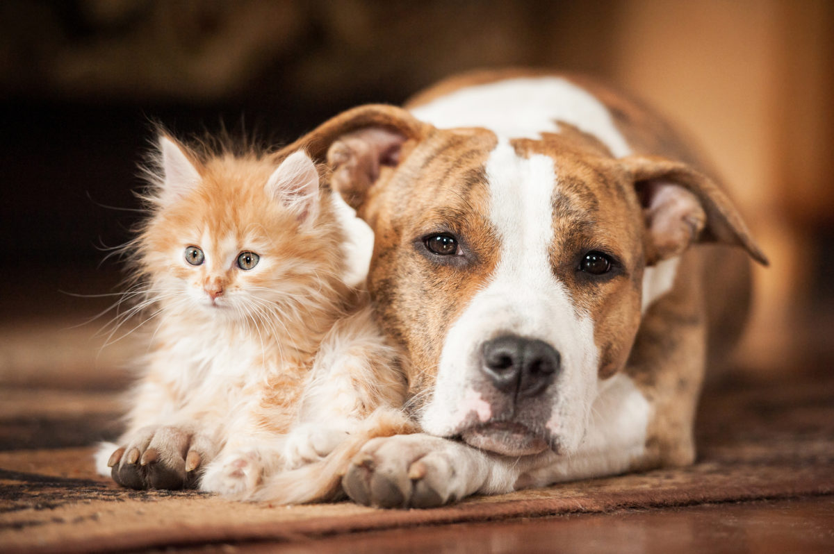 What Cat Personality Do You Have? American Staffordshire Terrier Dog With Little Kitten