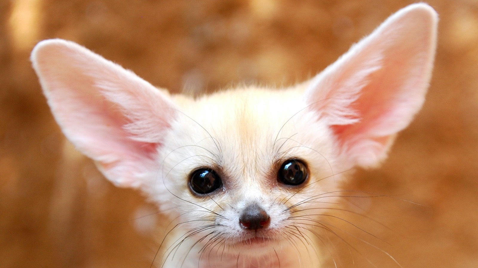 This 🍦 Ice Cream Vs 🐶 Baby Animals “Would You Rather” Will Be the Hardest Quiz You’ll Take Today Baby Fennec Fox