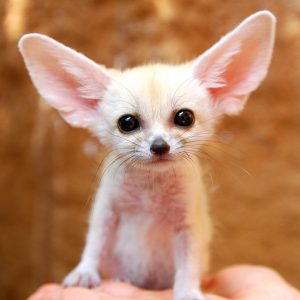 This 🍦 Ice Cream Vs 🐶 Baby Animals “Would You Rather” Will Be the Hardest Quiz You’ll Take Today Fennec fox cubs