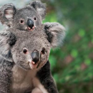 Can You Pass This “Jeopardy!” Trivia Quiz About Animals? What is a koala?