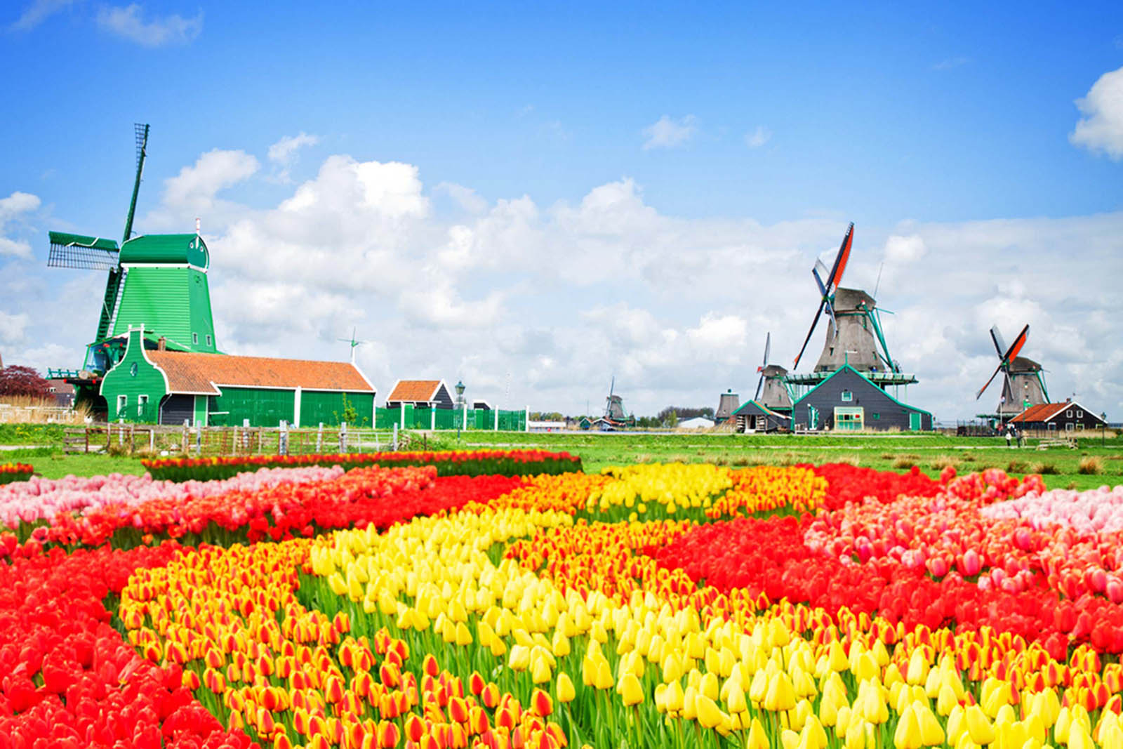 🌍 Most People Can’t Pass This European Geography Quiz — Can You? Netherlands windmills tulips