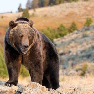 Passing This Animal Kingdom Quiz Is the Only Proof You Need to Show You’re the Smart Friend Grizzly bear