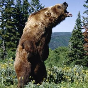 Can You Pass This “Jeopardy!” Trivia Quiz About Animals? What is a bear?
