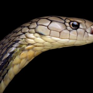 You Have 15 Questions To Prove You Have Ton Of General … Quiz Medusaphobia