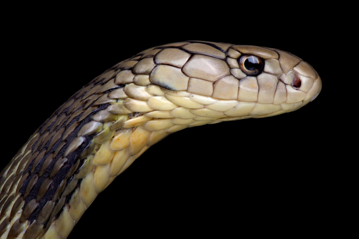 Even Wildlife Experts Can't Get Perfect Score on This Animal Quiz — Can You? snakes