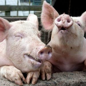 Can You Pass This Ultimate Quiz of “Two Truths and a Lie”? Pigs are unable to sweat