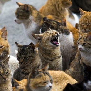 Can You Pass This “Jeopardy!” Trivia Quiz About Animals? What are cats?