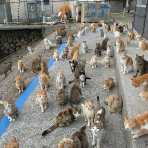These 15 Geography Questions Will Test Every Corner of Your Mind Tashirojima
