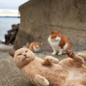 These 15 Geography Questions Will Test Every Corner of Your Mind Kyushu