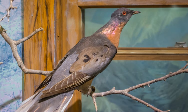🦕 Even Paleontologists Can’t Pass This Extinct Animals Quiz — Can You? Passenger Pigeon