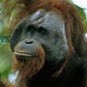 Only Straight-A Students Can Get at Least 12/15 on This General Knowledge Quiz Bornean orangutan