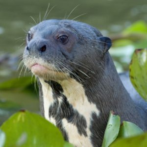 Only Straight-A Students Can Get at Least 12/15 on This General Knowledge Quiz Giant otter
