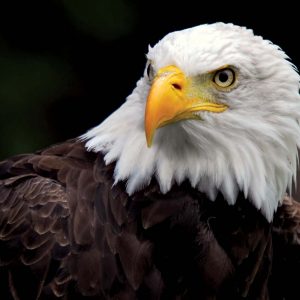 Only Straight-A Students Can Get at Least 12/15 on This General Knowledge Quiz Bald eagle