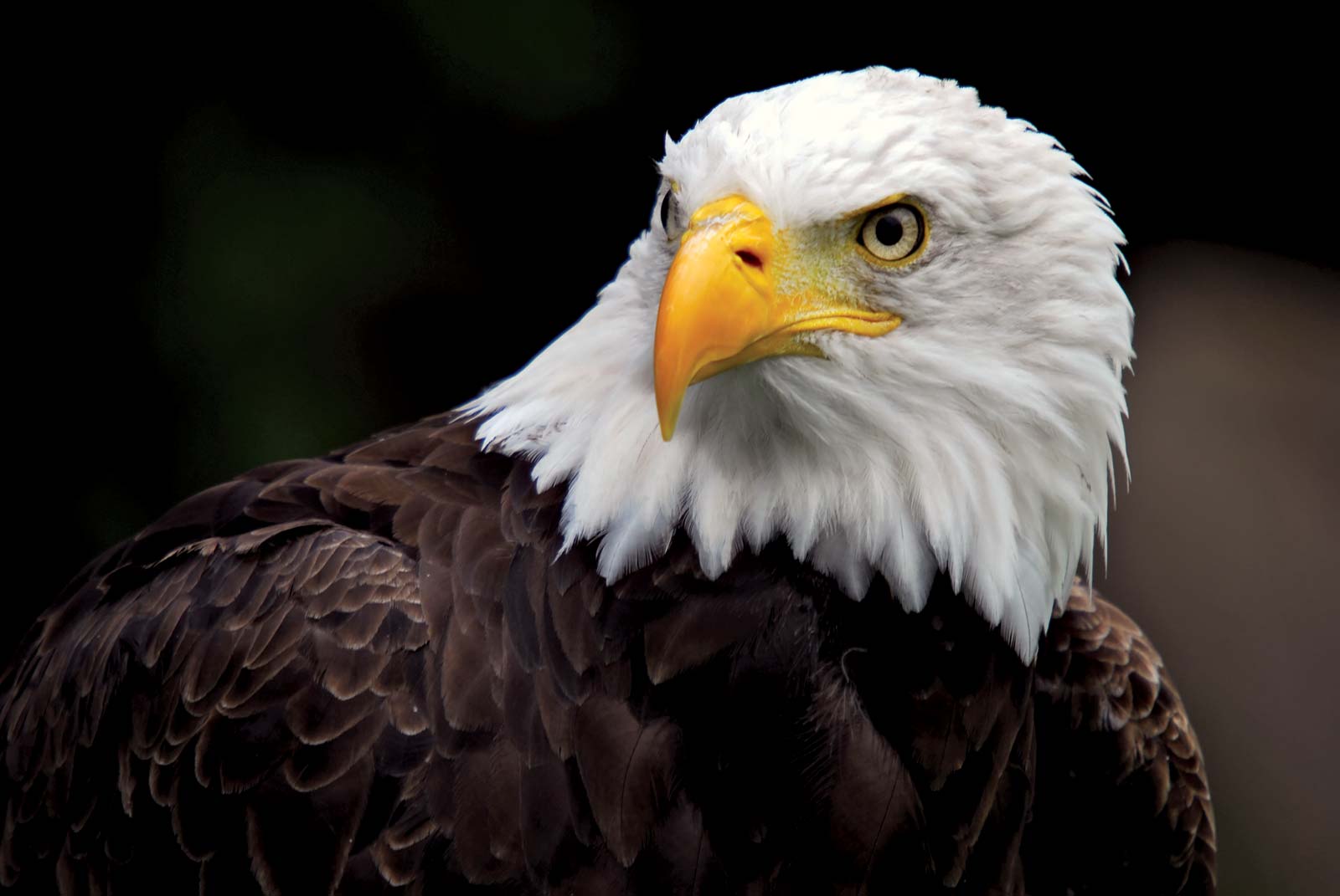 Can You Match These Animals With Their Natural Food Source? Bald Eagle