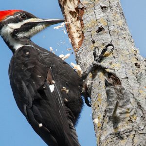 Only Straight-A Students Can Get at Least 12/15 on This General Knowledge Quiz Woodpecker