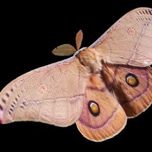 Can You Answer All 20 of These Super Easy Trivia Questions Correctly? Moth